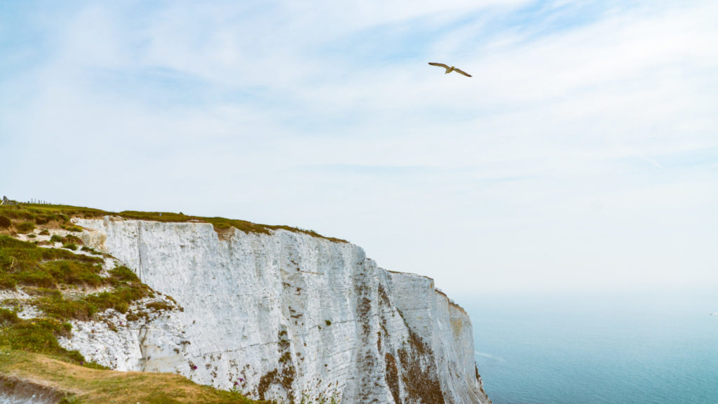 Die Kreidefelsen von Dover. Oberhalb kreist eine Möve. Blaues Meer und blauer Himmel sind zu erkennen.